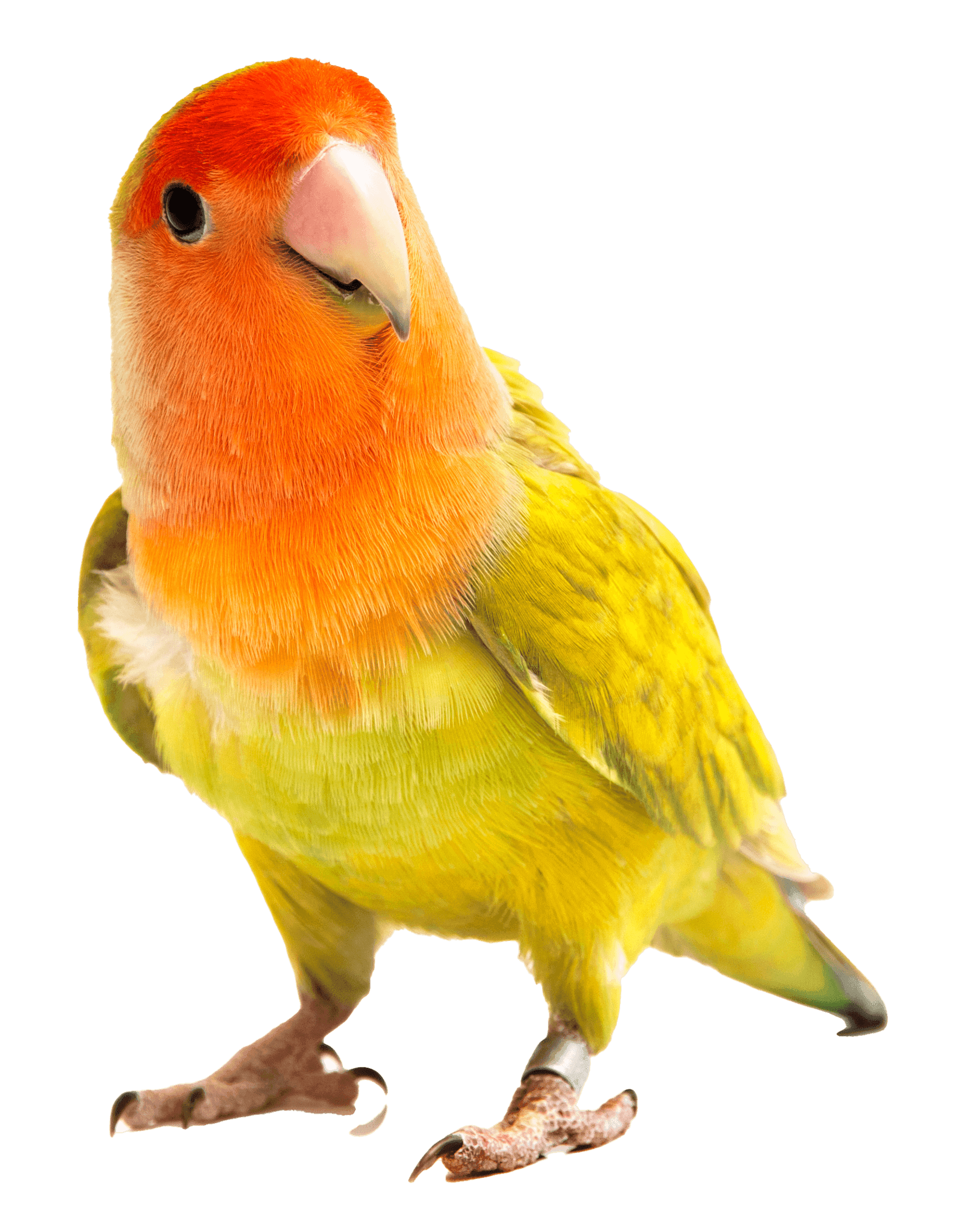 bird