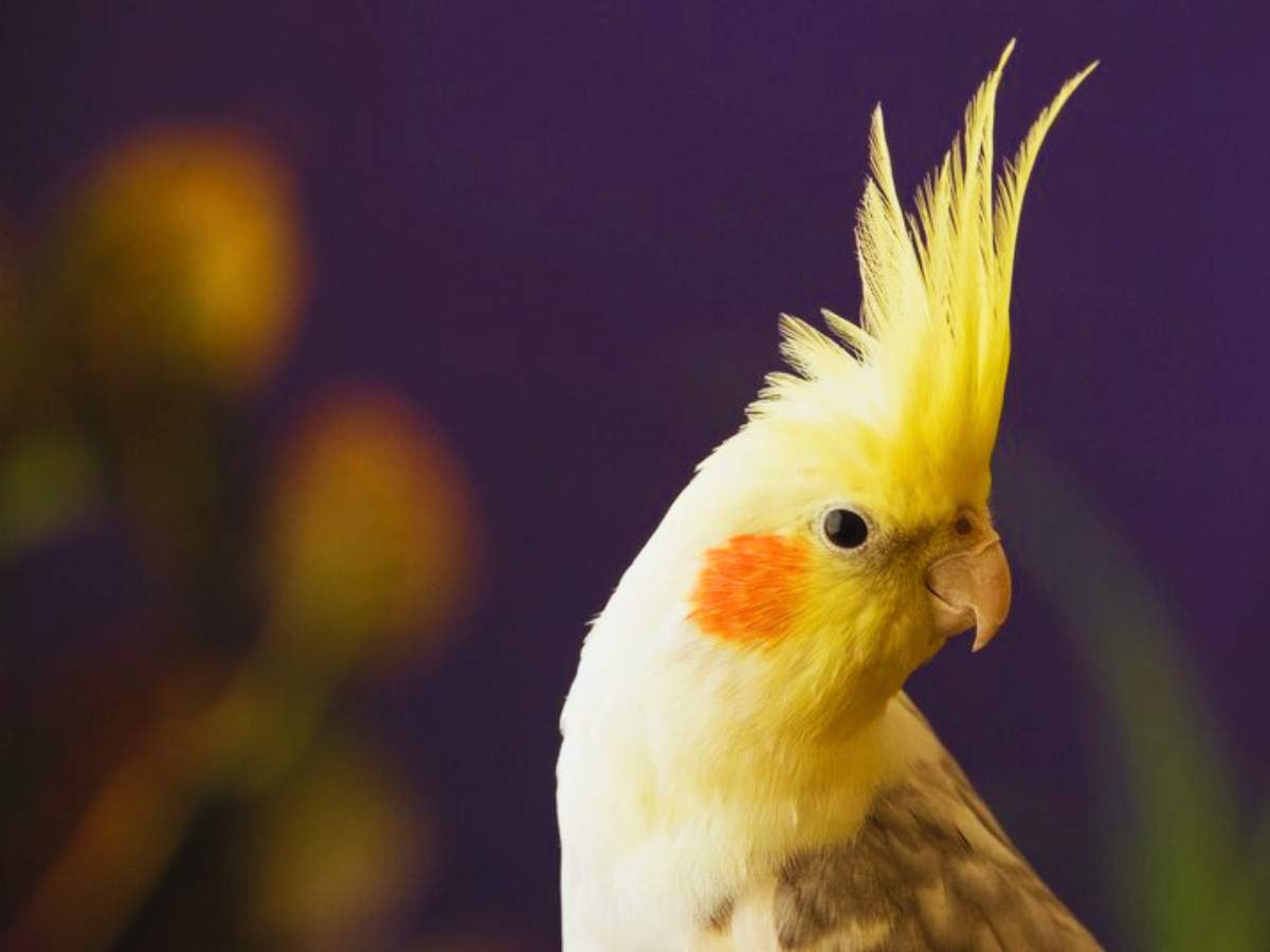 9 Signs Your Bird May Be Sick