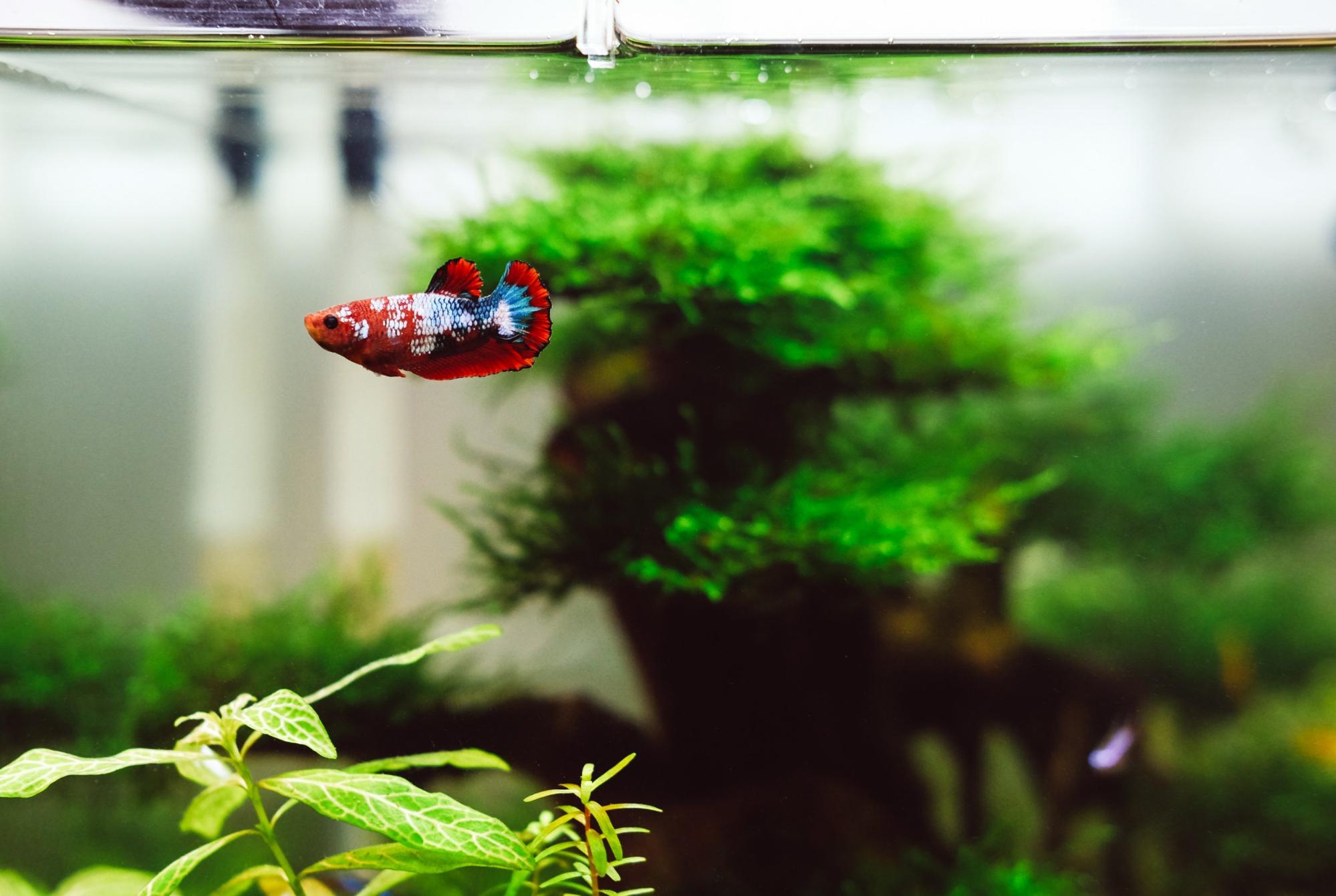 Betta fish requires clean water to thrive.jpg