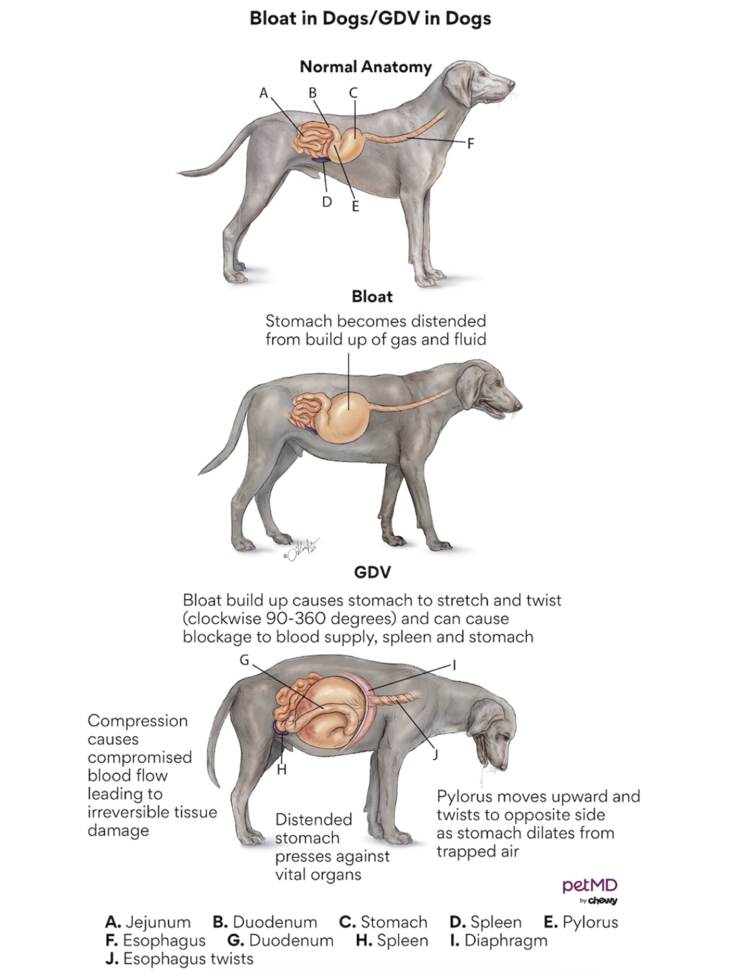 Bloat GDV in Dogs.jpg