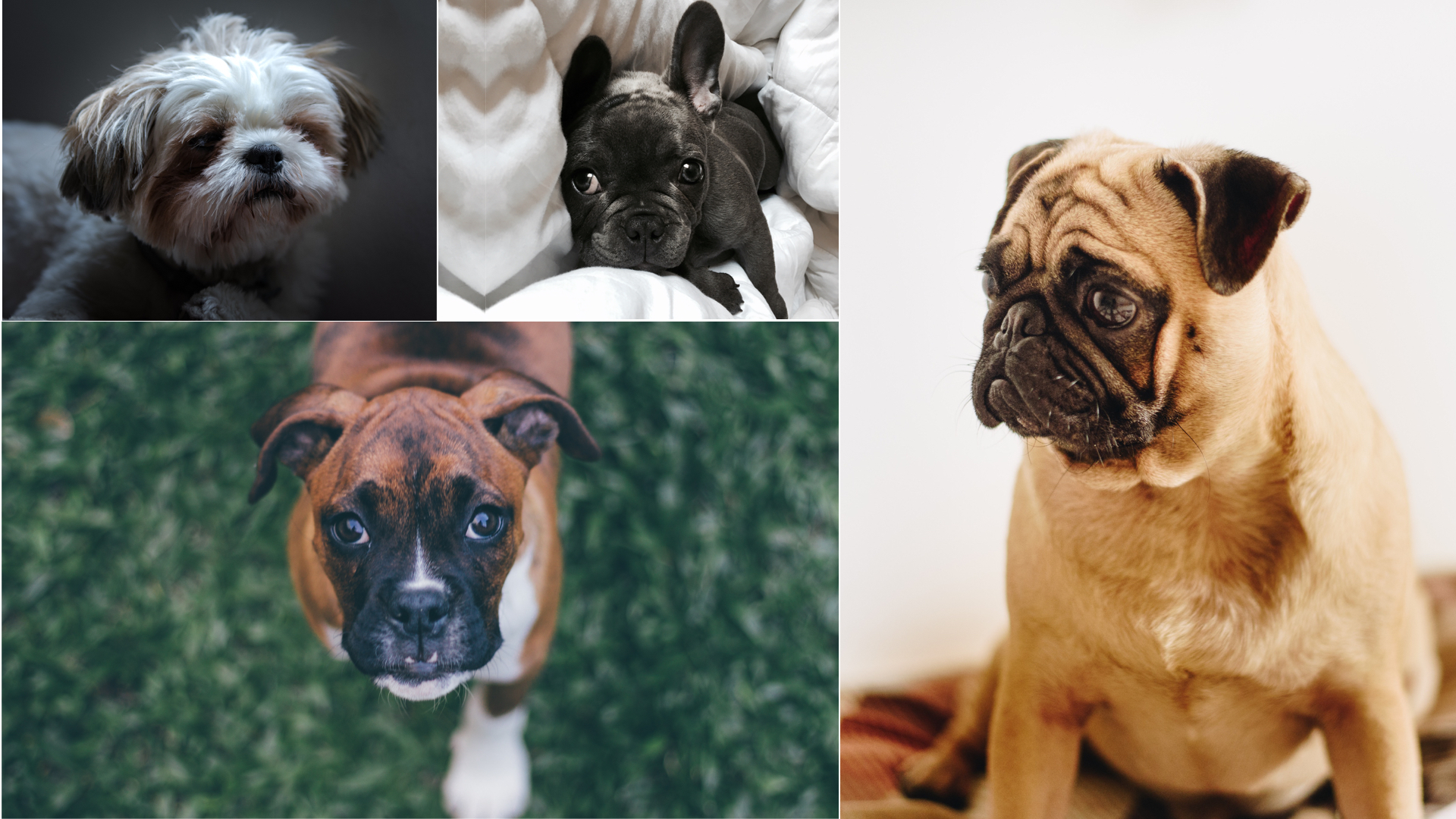 These brachycephalic breeds will require more medical care and attention