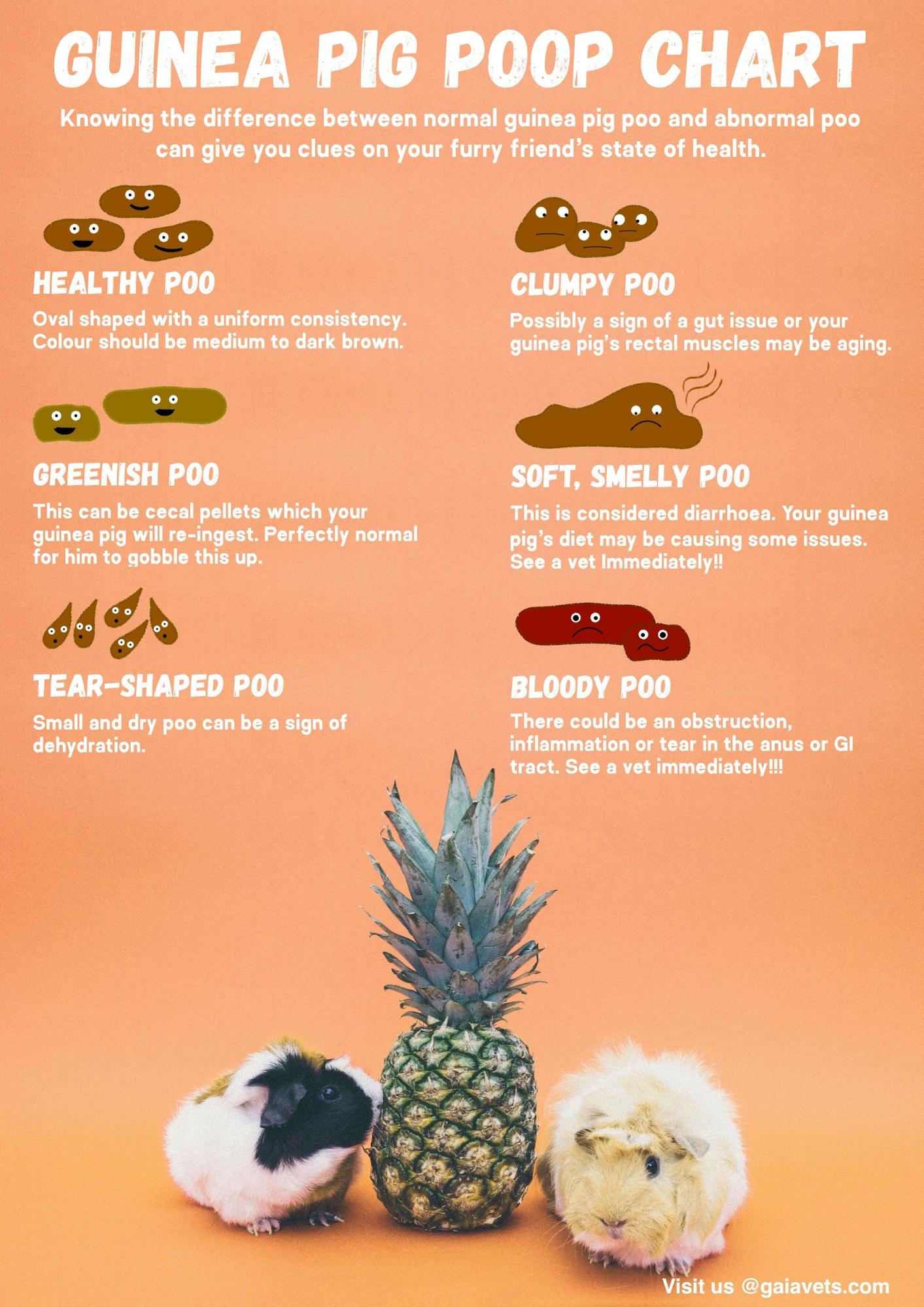 An easy pictorial guide to see if your guinea pig is healthy