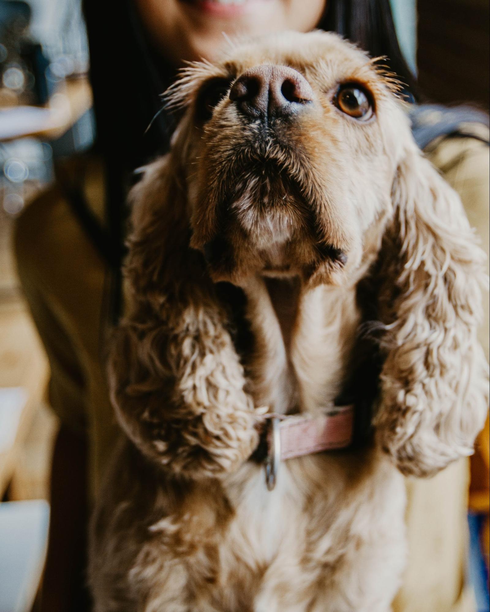 Dogs with long ears develop otitis more frequently.jpg