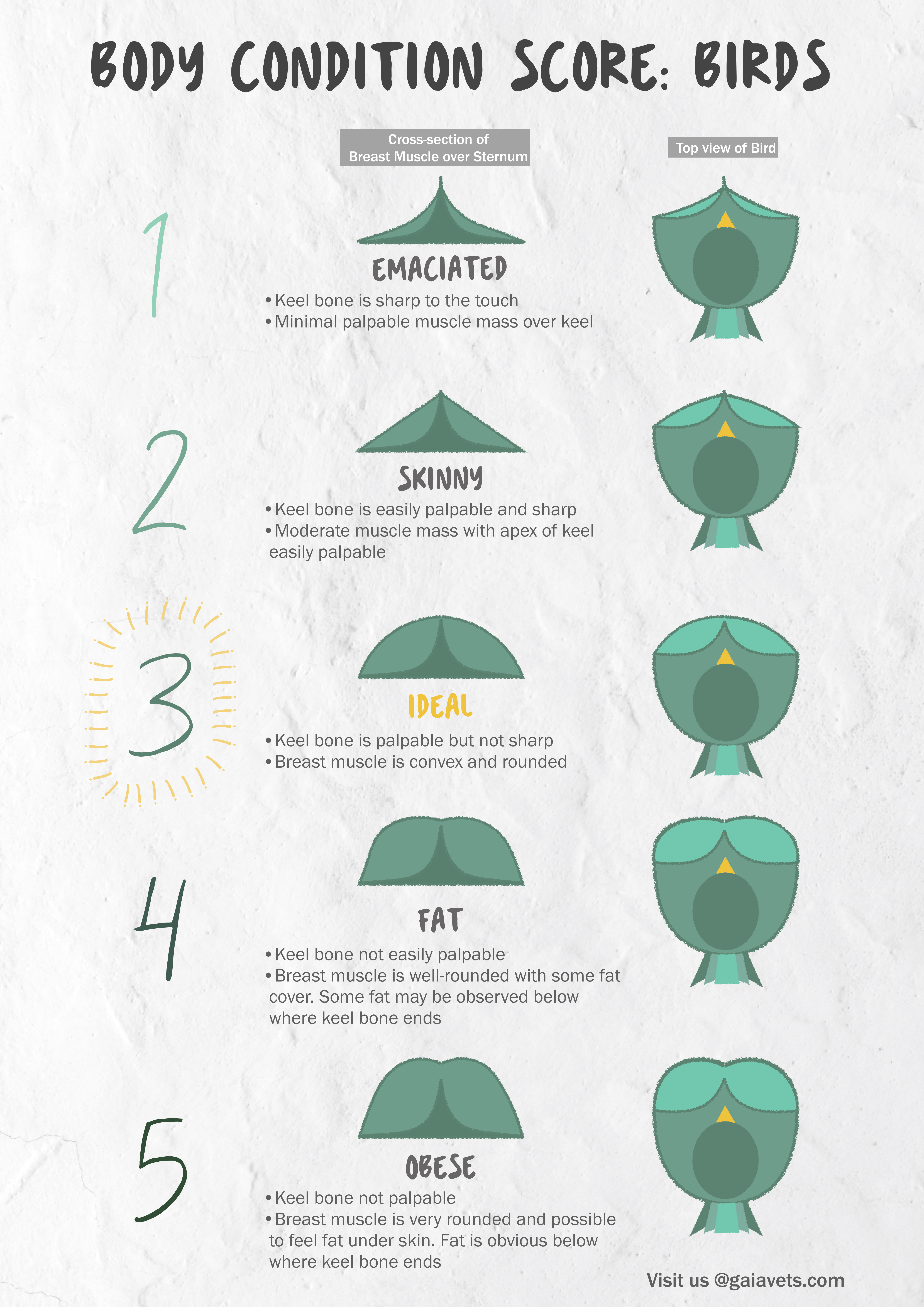 Gaia Vets Body Condition Score Chart For Birds.jpg