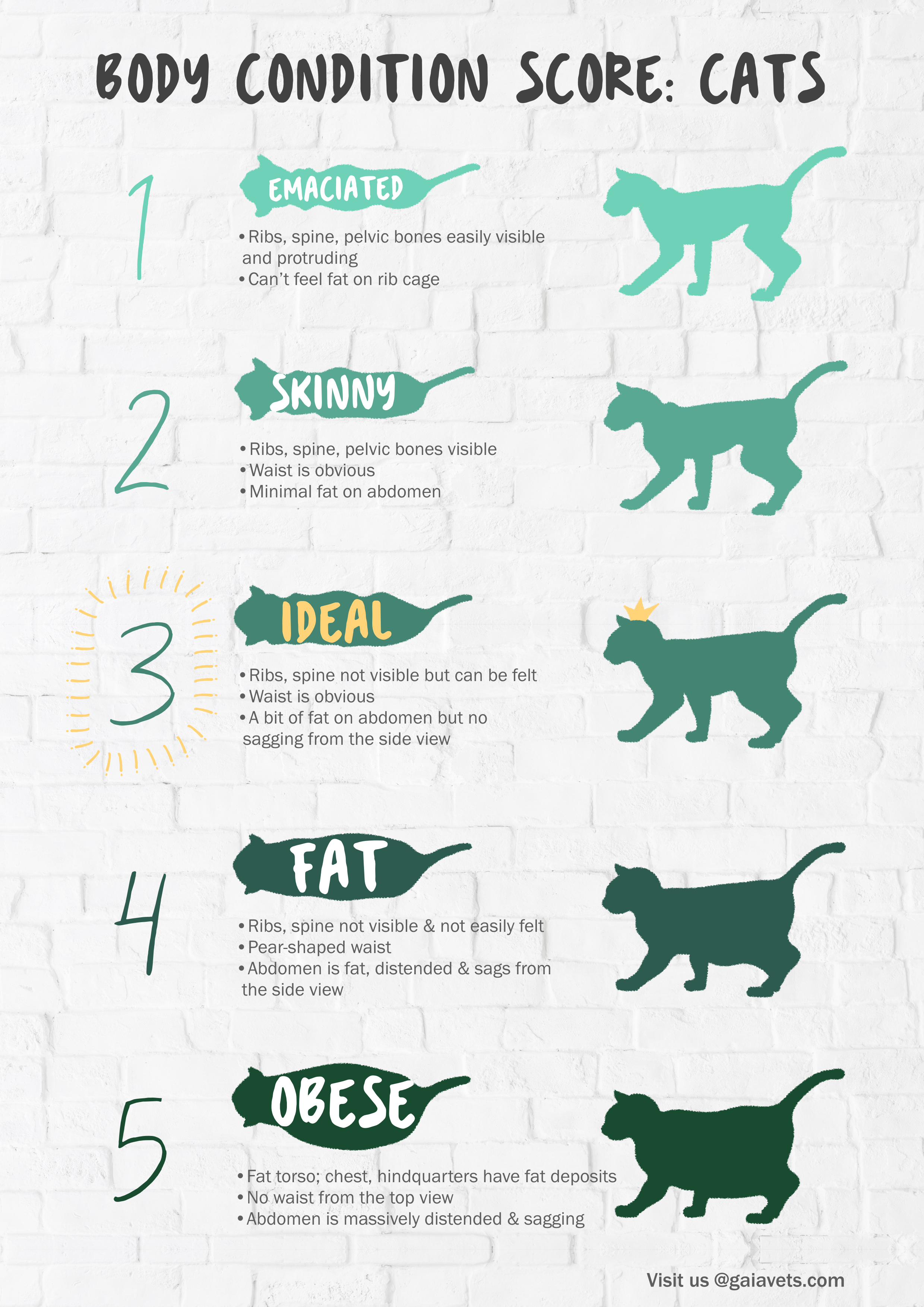 Gaia Vets Body Condition Score Chart for Cats.jpeg