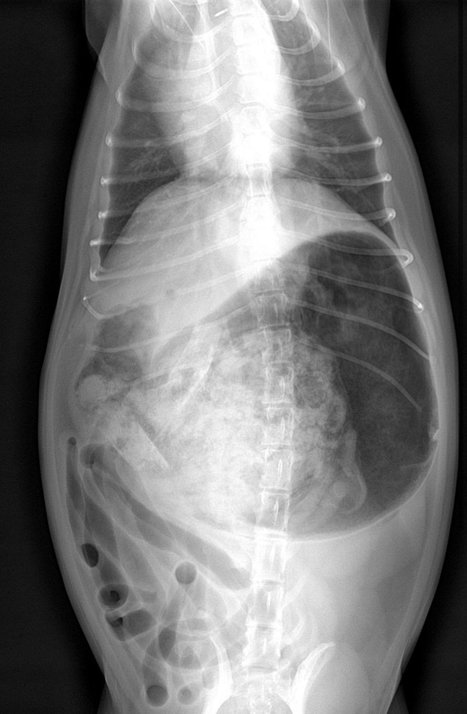 Gaia Vets Case of Bloat in Dog.jpeg