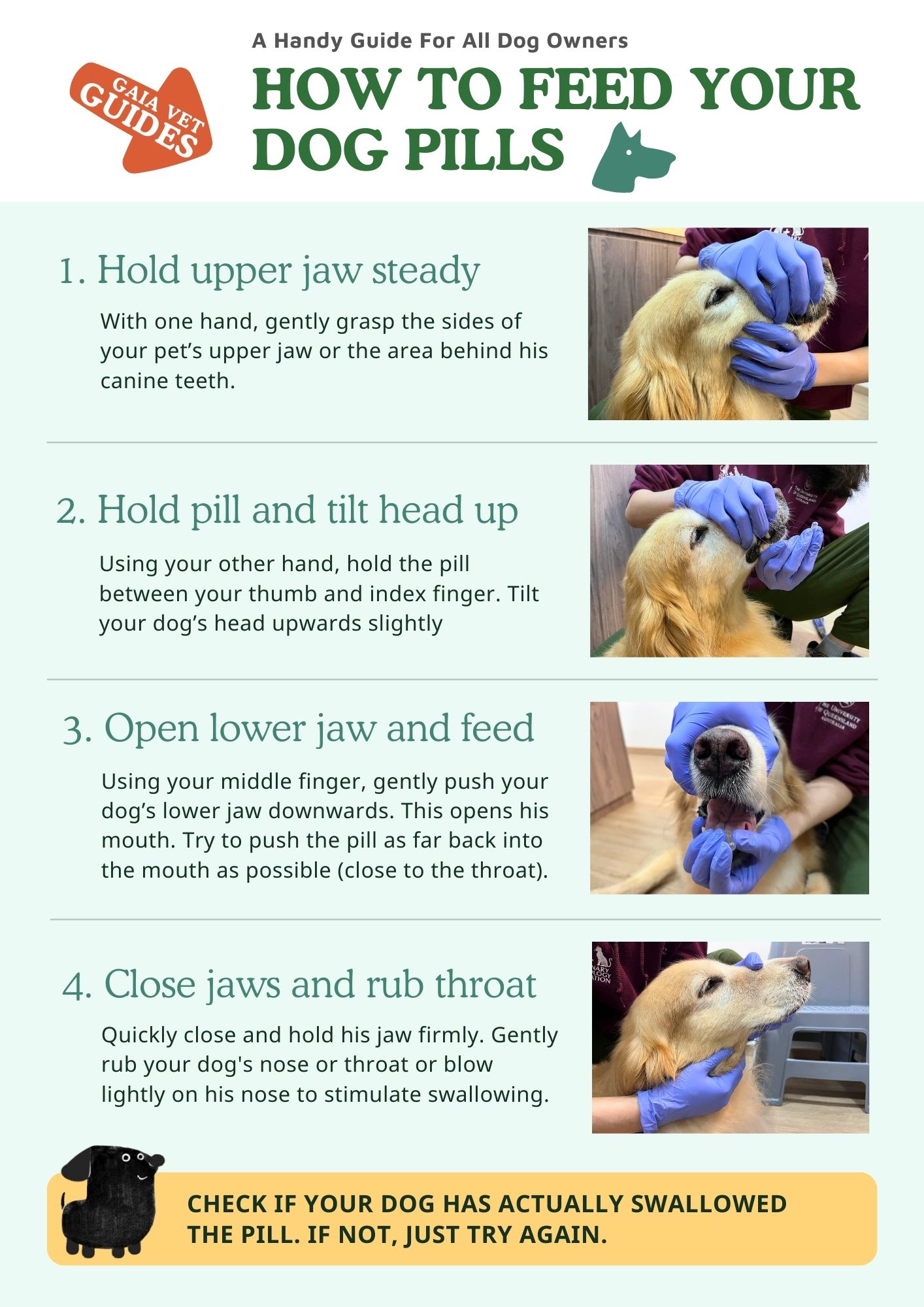 Gaia Vets Handy Guide - How To Feed Your Dog Medication.jpg