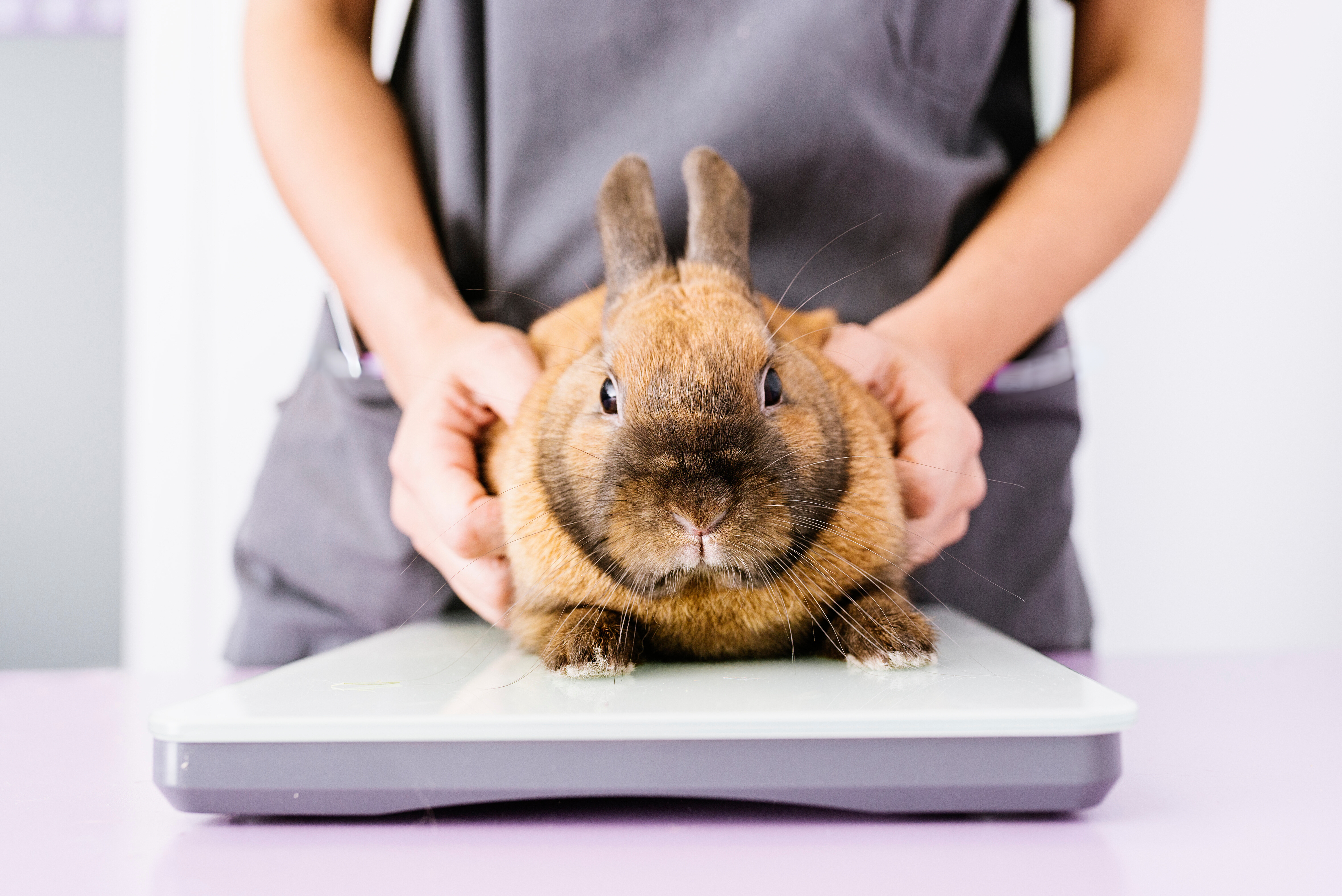 Gaia Vets recommends that you weigh your rabbit regularly.jpg