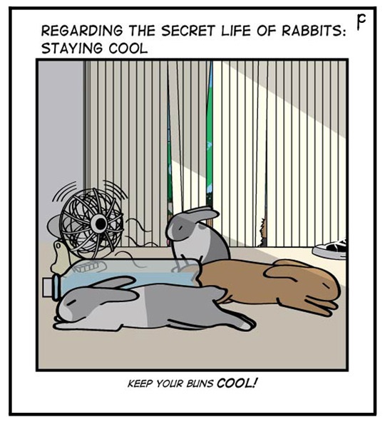 How to keep your bunny cool and happy in the SG weather - Gaia Vets.jpg