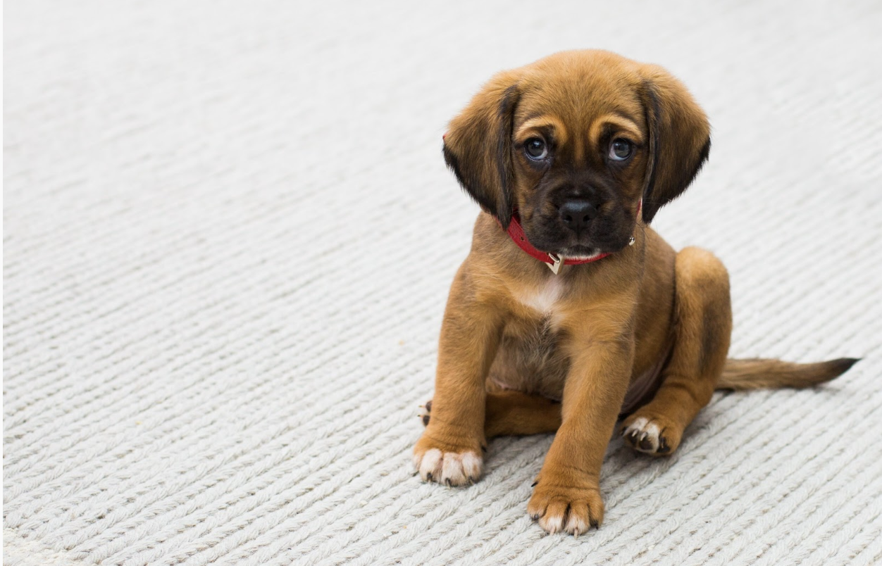 A dog with an itchy backside can be a symptom for more serious issues