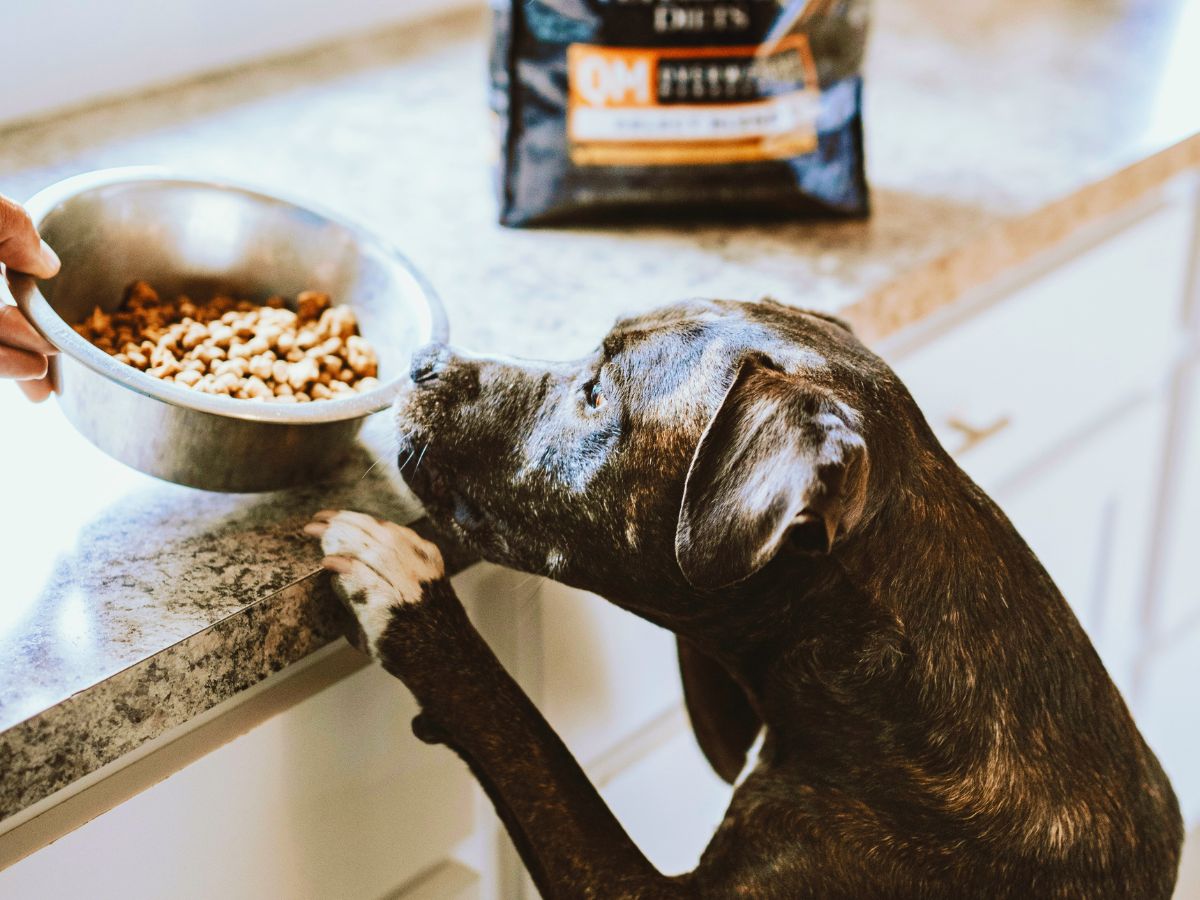 Dry kibbles are the most convenient and nutritionally balanced meals for dogs or cats