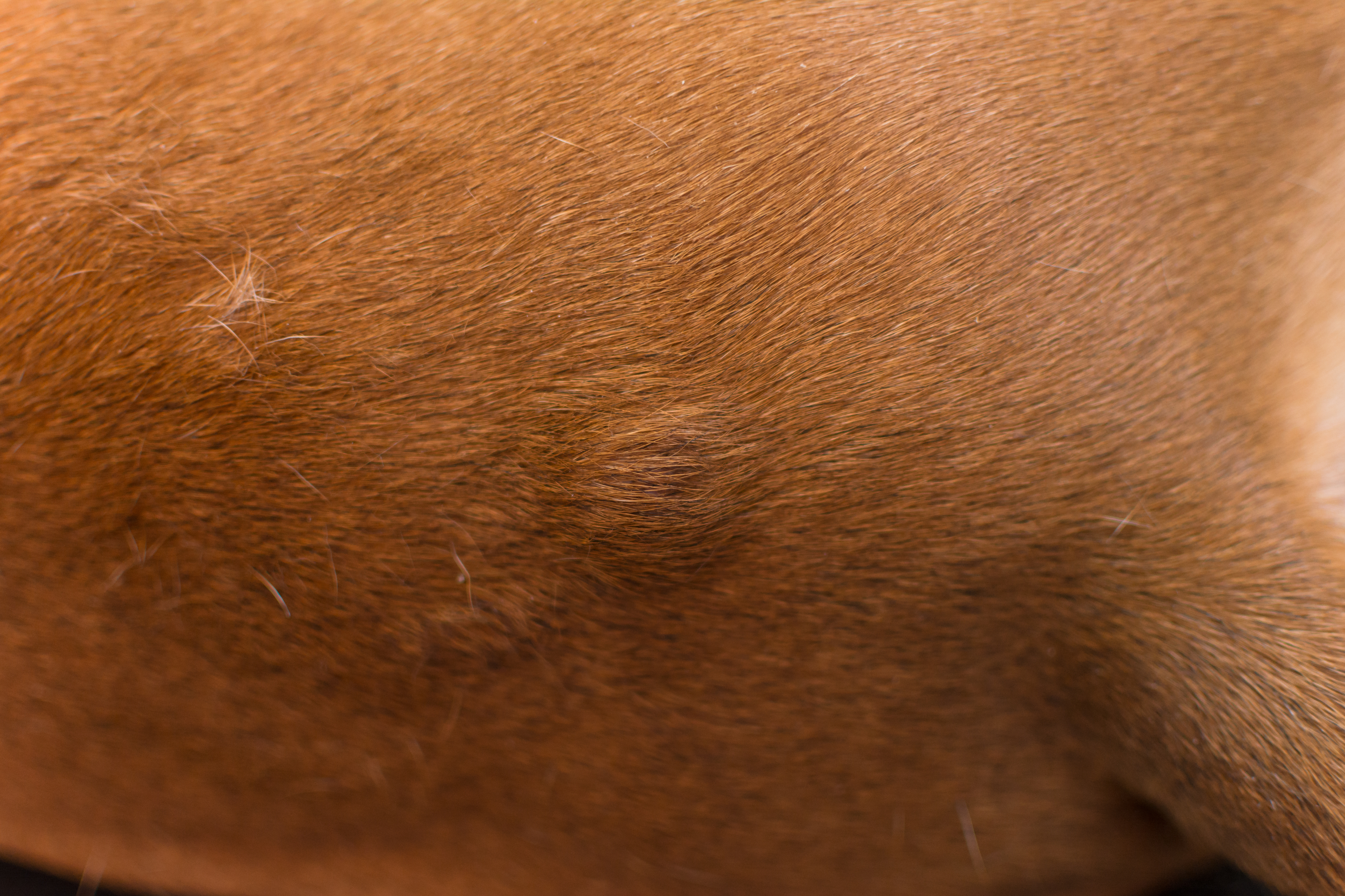 Lumps can hide under fur and skin - Frequent checks encouraged by Gaia Vets.jpeg