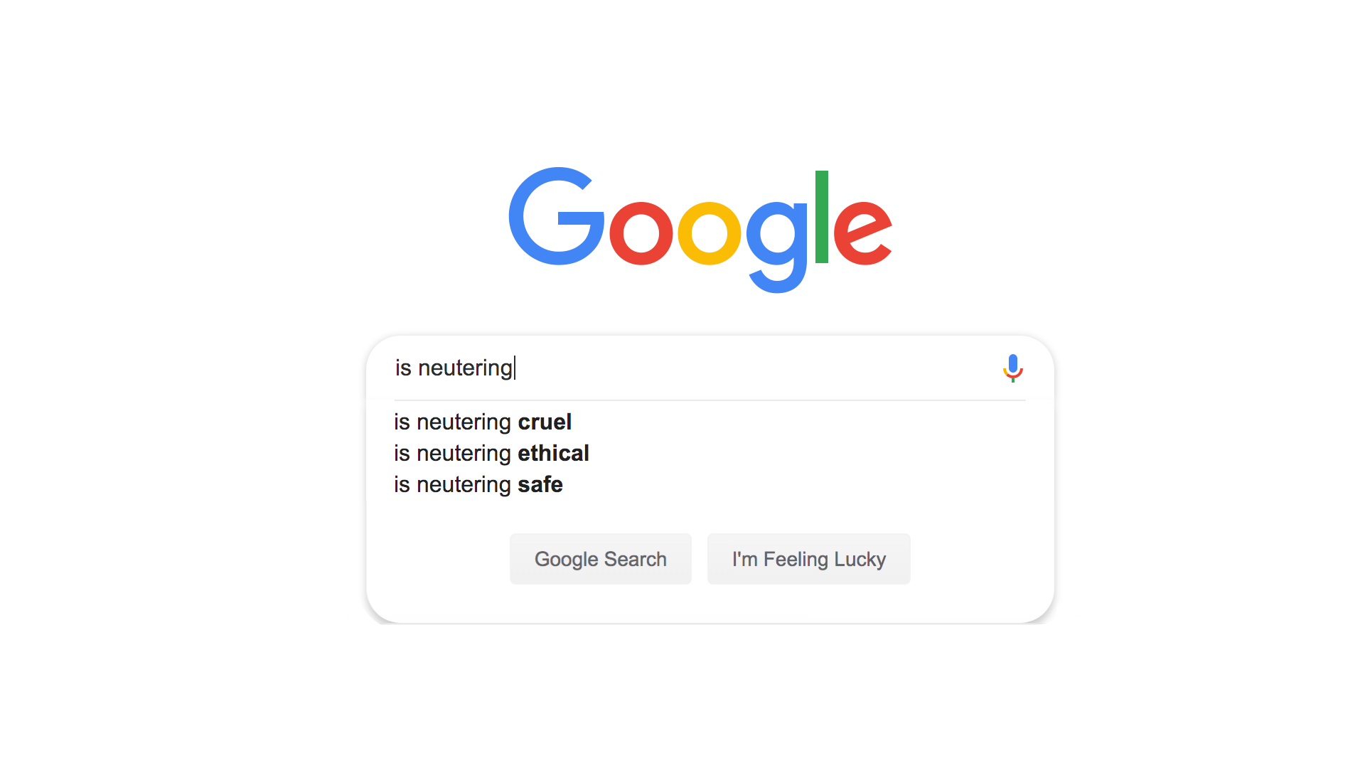 Most Searched Questions on Google about neutering.jpg