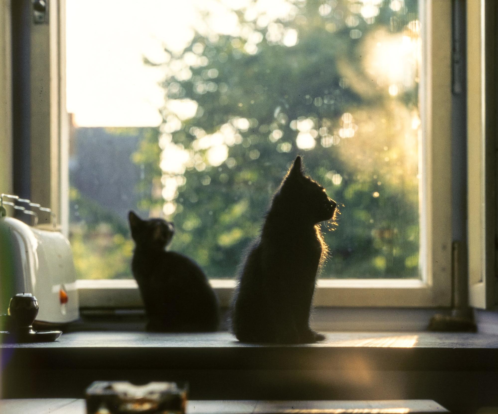 Netflix for Cats Just install window perches or hammocks- Gaia Vets.jpg