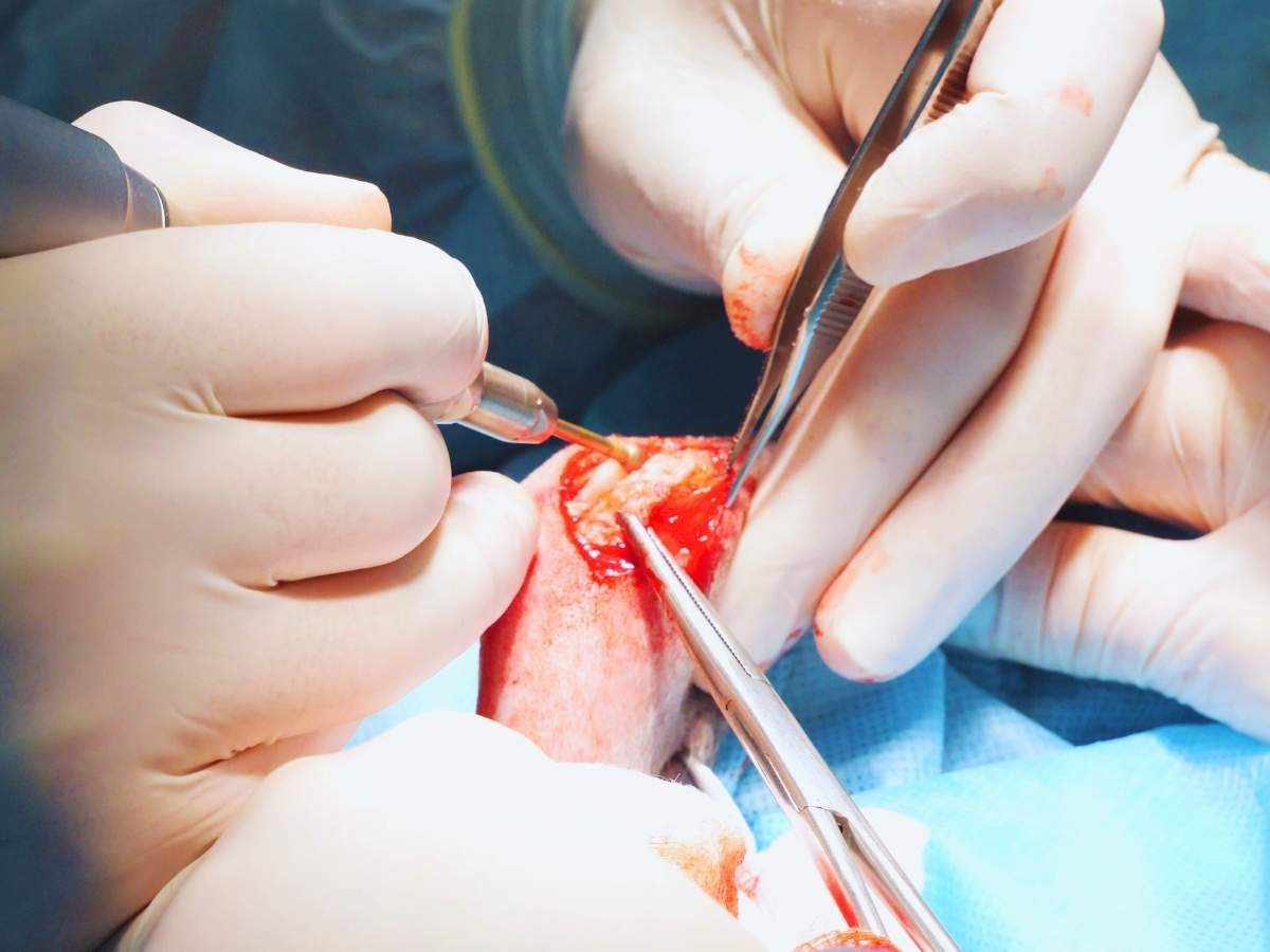 Patella surgery is necessary to prevent dislocation in more severe cases - Gaia Vets.jpg