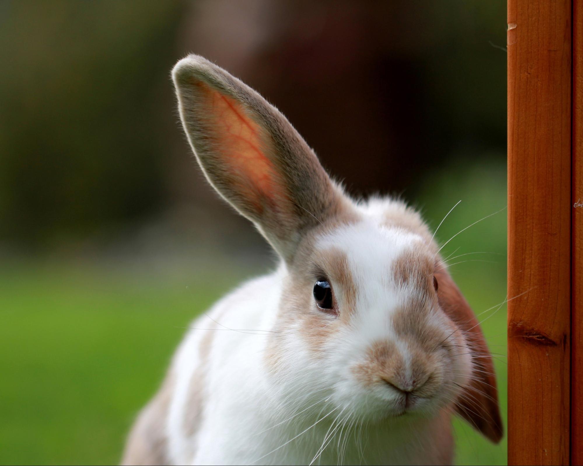 Rabbits dissipate heat via their ears - Gaia Vets.jpg