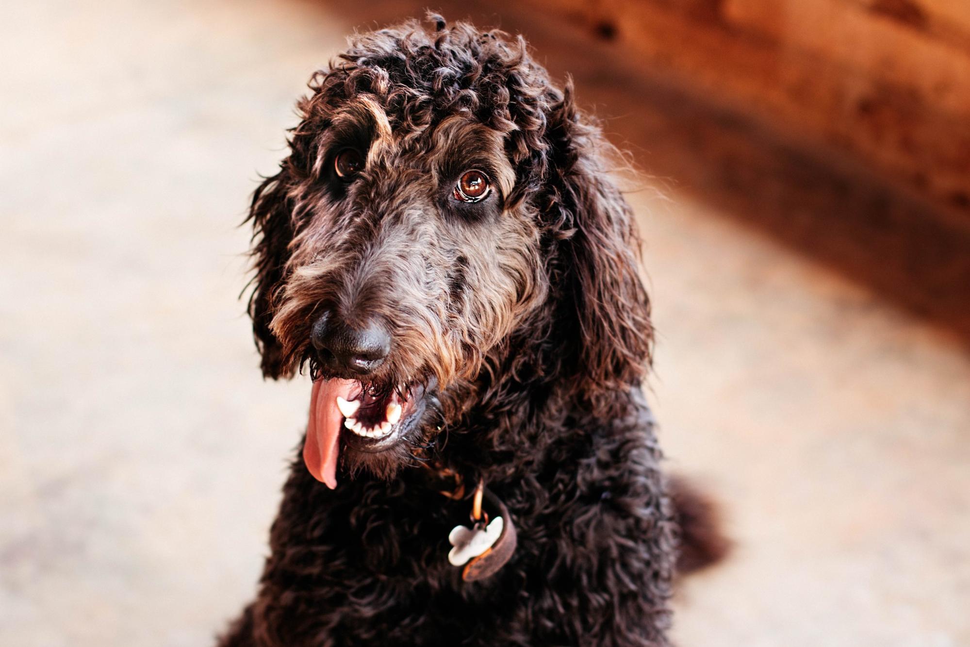 Resist the puppy eyes begging for table scraps.jpg