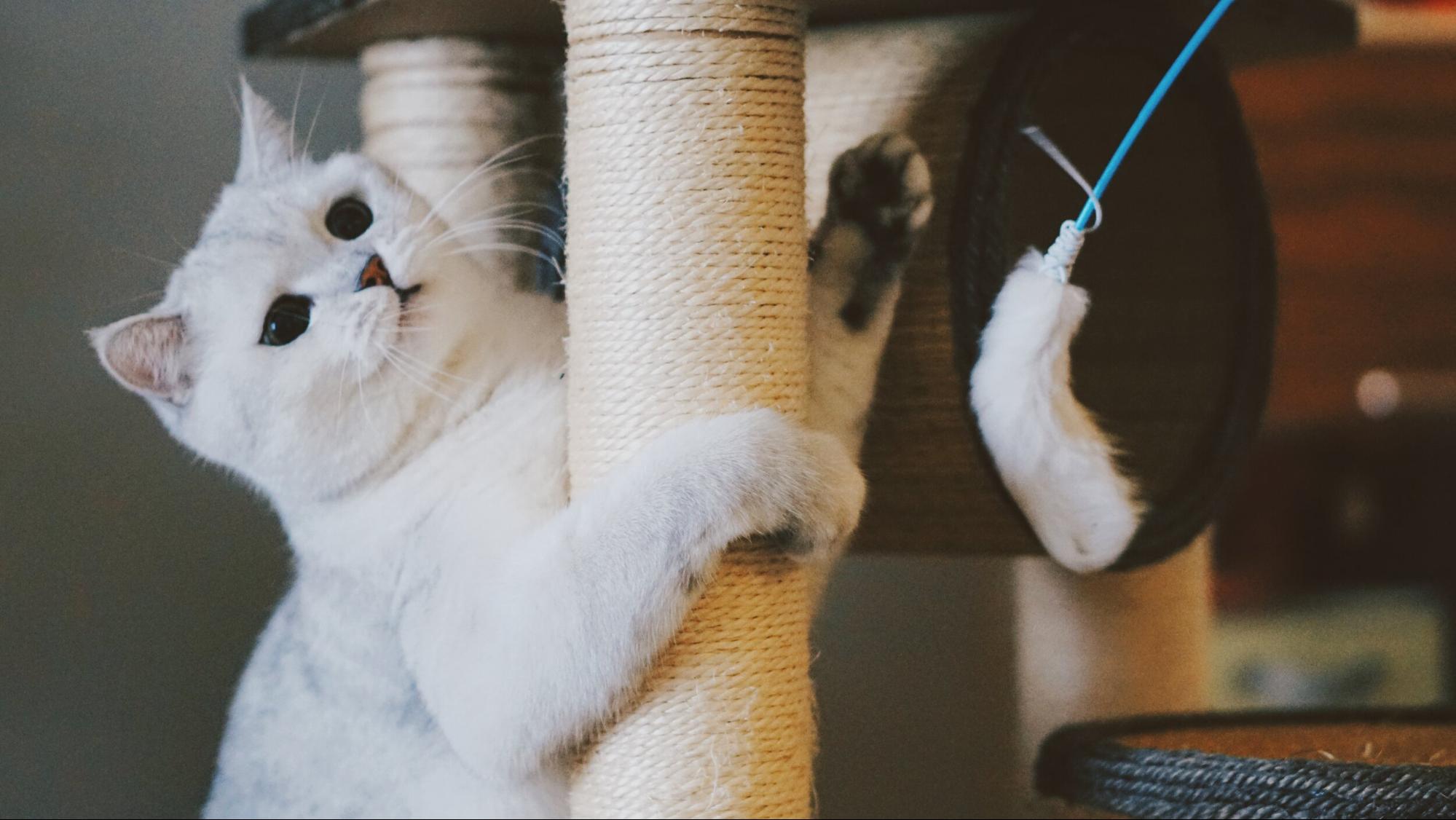 Scratch poles help to stimulate your cat mentally - Gaia Vets.jpg