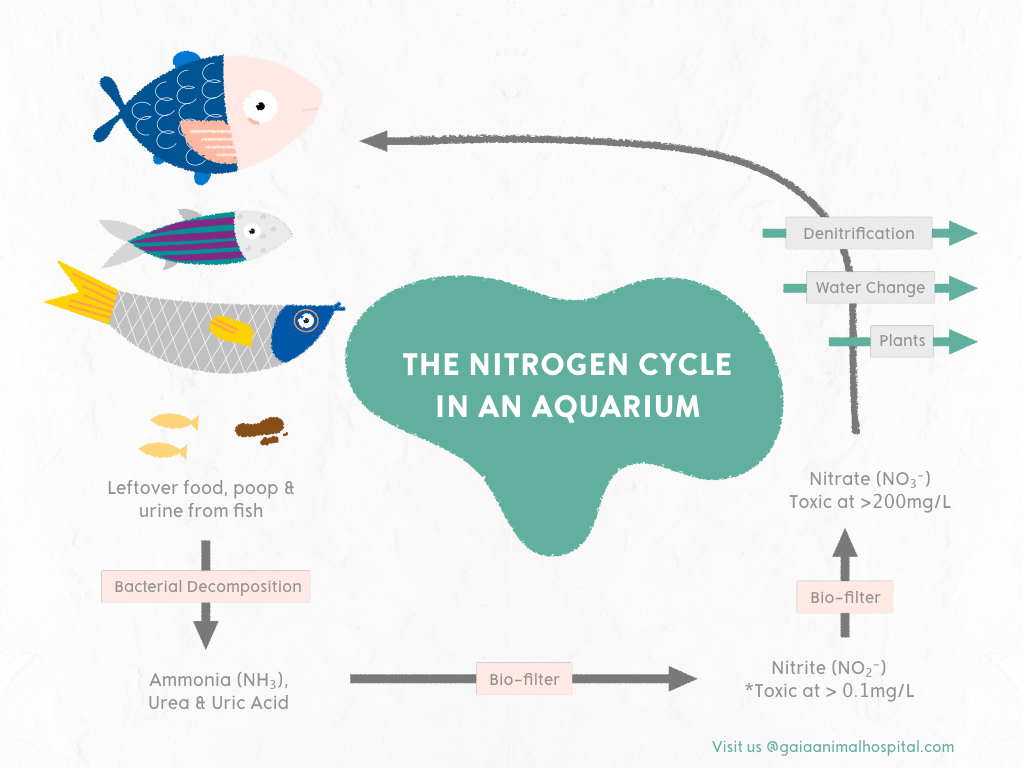 The Nitrogen Cycle Illustrated.jpg