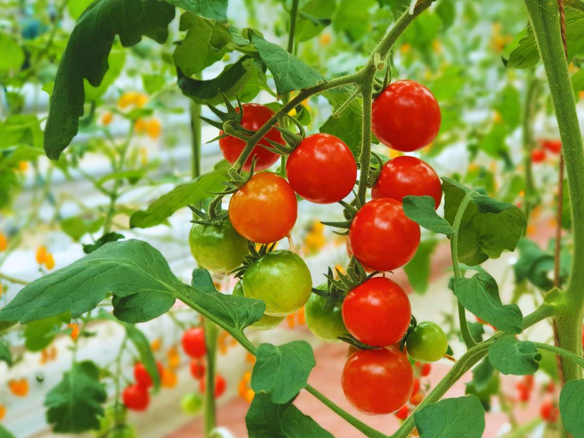 Tomato stems and leaves are toxic to birds.jpg