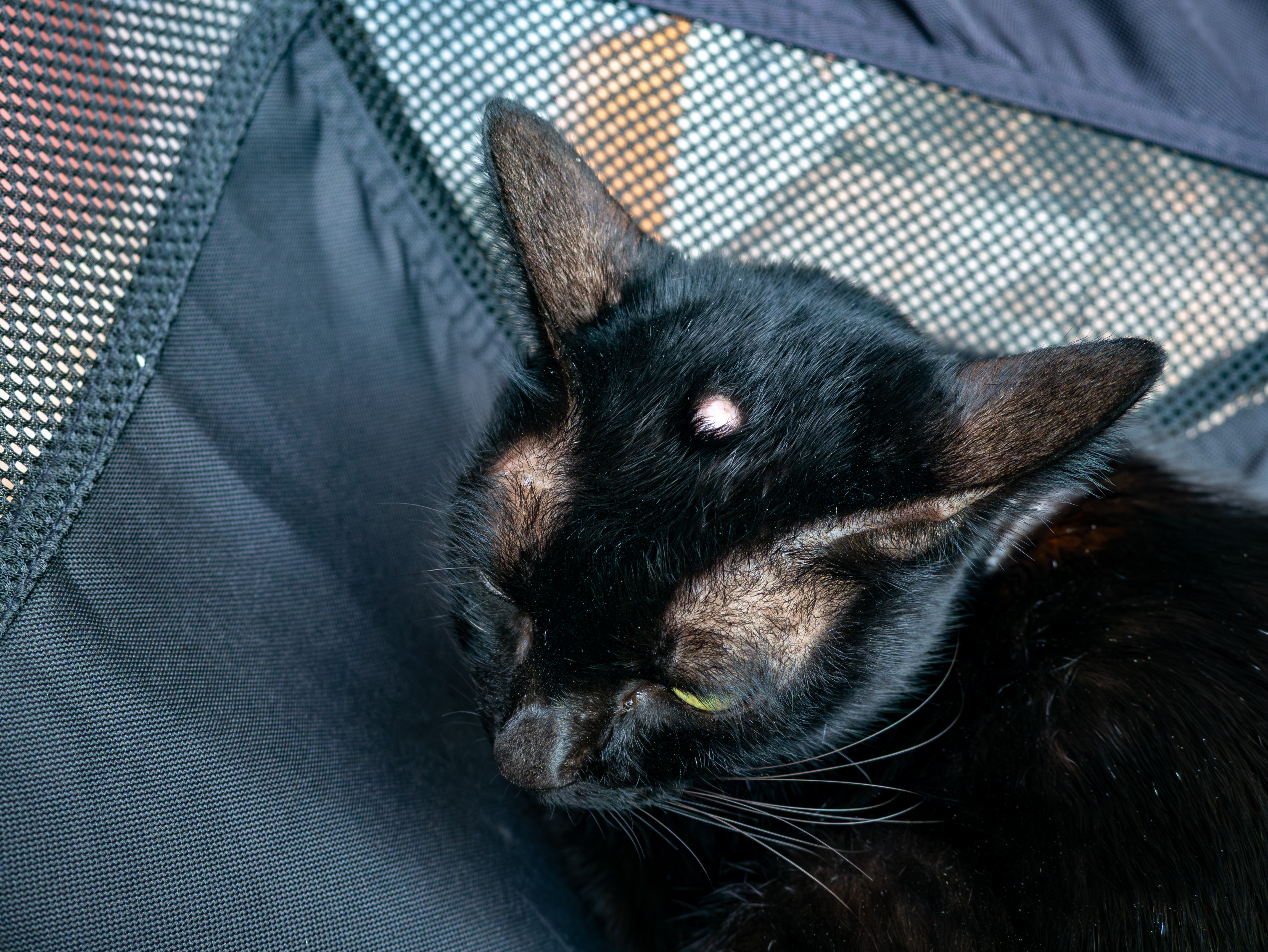 Visual assessment alone cannot determine what type of lump - See Gaia Vets.jpeg