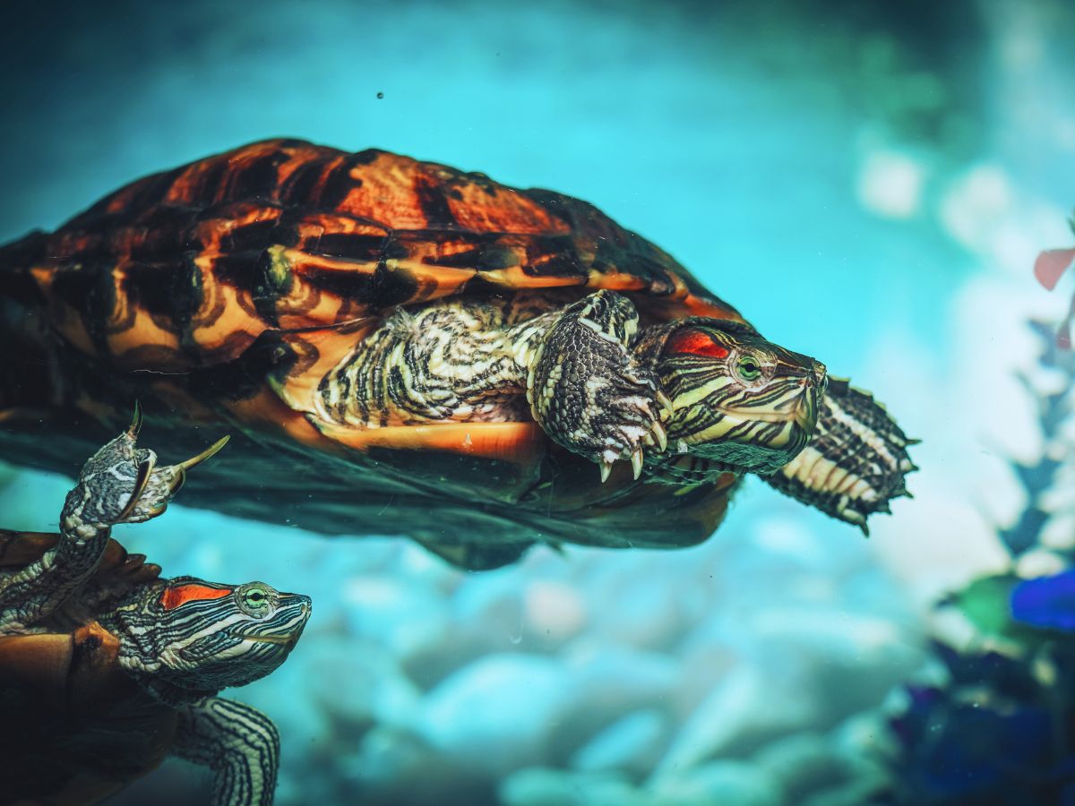 In Singapore, terrapin owners tend to have a couple of them in a tank