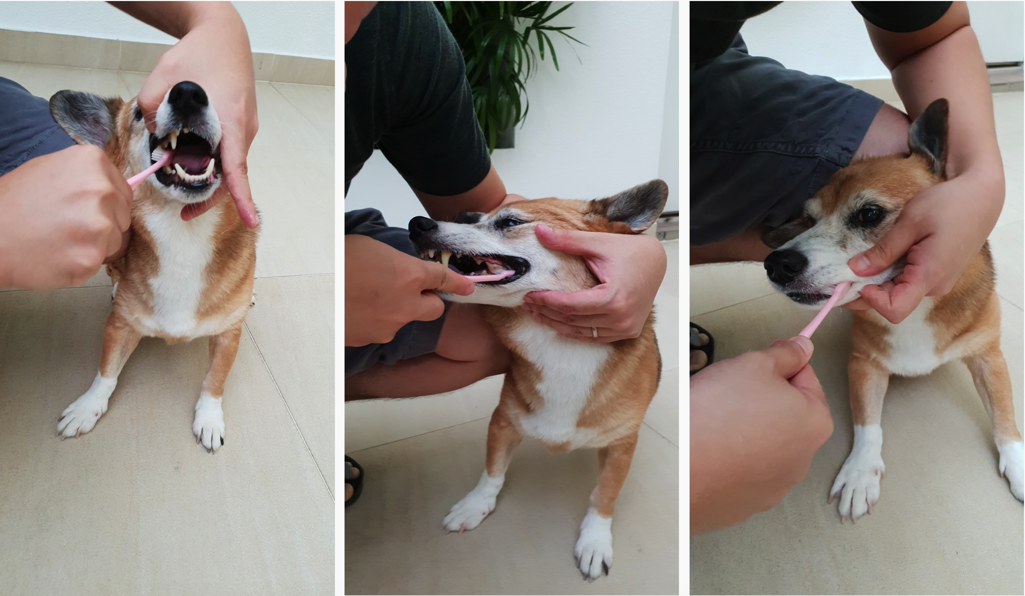 Brush everywhere to prevent plaque build up in your pet's teeth