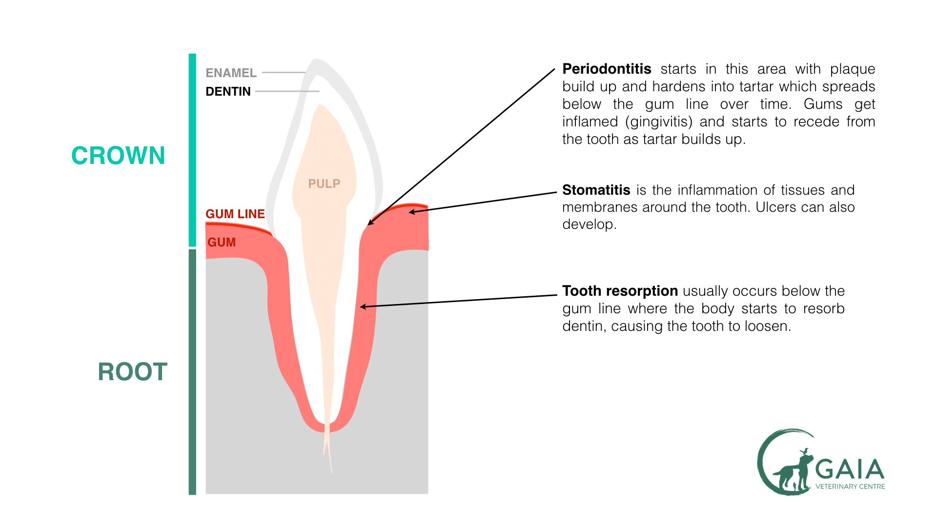 Where common cat dental issues can happen in the mouth