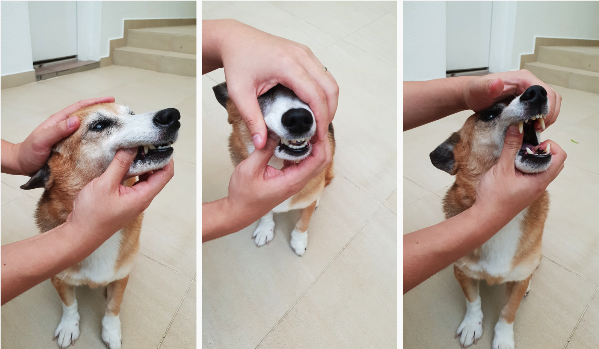 Make teeth brushing fun for your dog 