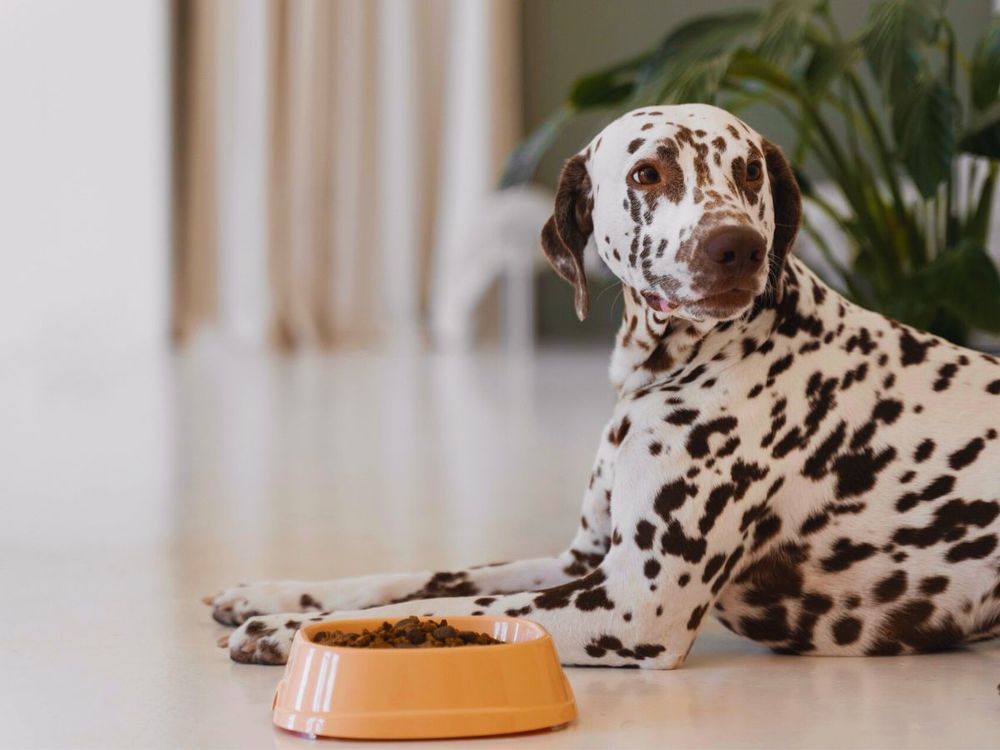 7 Warning Signs of Dental Problems in Dogs - Grains Free Dog Dental Health Issues