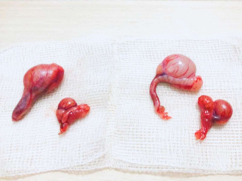 What To Do About Undescended Testicles In Pets What To Do About Undescended Testicles In Pets