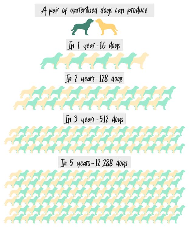 Is Neutering or Sterilisation Cruel? Safe Pet Care Guide