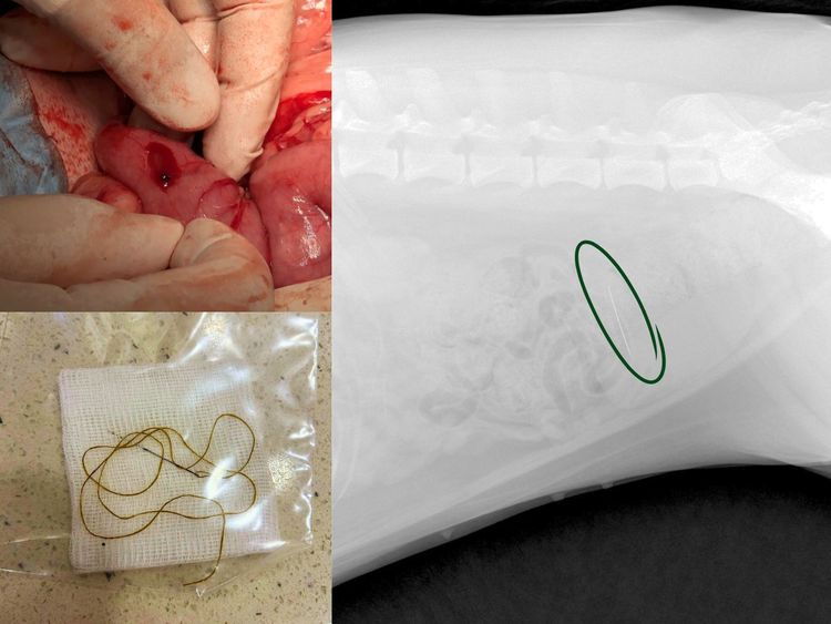 Picture of Dog or Cat Swallowed Something? Signs, Risks & Next Steps